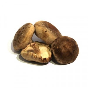 Shiitake huba (húževnatec jedlý) vanička cca 200g ,I.Tr 6