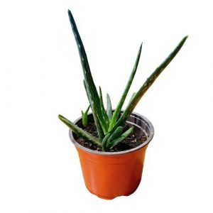 Aloe Vera kvetináč 19