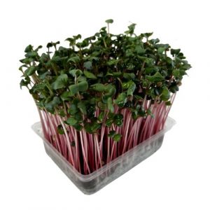 Microgreens Reďkovka ružová, vanička MyGreenBox 15