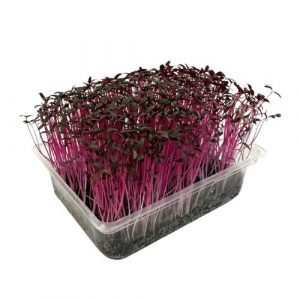 Microgreens Amarant červený, vanička MyGreenBox 6
