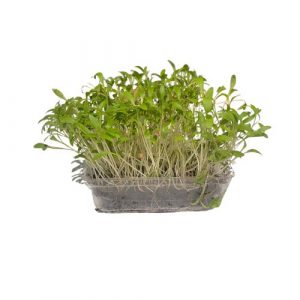 Microgreens Koriander, vanička MyGreenBox 16